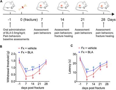 Bulleyaconitine A reduces fracture-induced pain and promotes fracture healing in mice